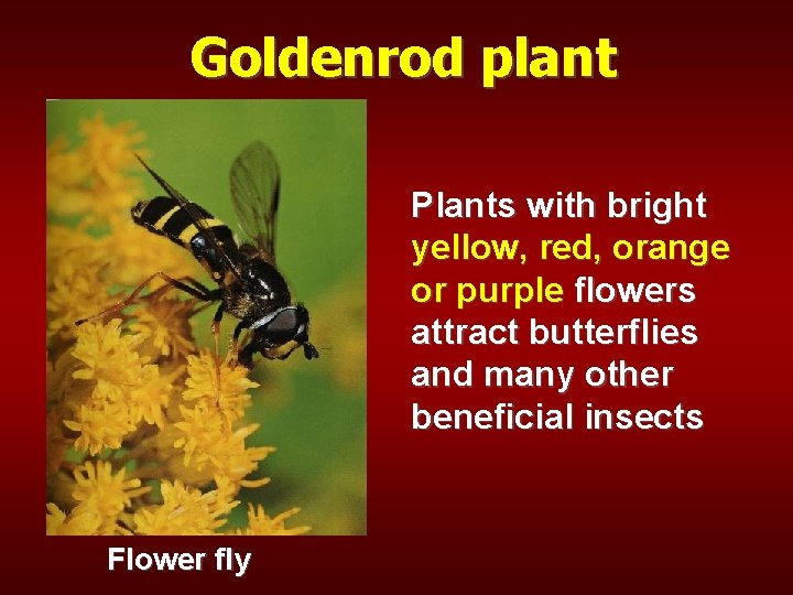 Goldenrod plant Plants with bright yellow, red, orange or purple flowers attract butterflies and