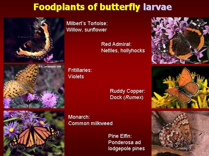 Foodplants of butterfly larvae Milbert’s Tortoise: Willow, sunflower Red Admiral: Nettles, hollyhocks © A.