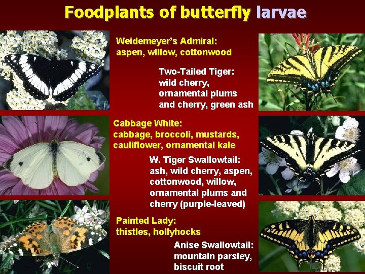 Foodplants of butterfly larvae Weidemeyer’s Admiral: aspen, willow, cottonwood Two-Tailed Tiger: wild cherry, ornamental