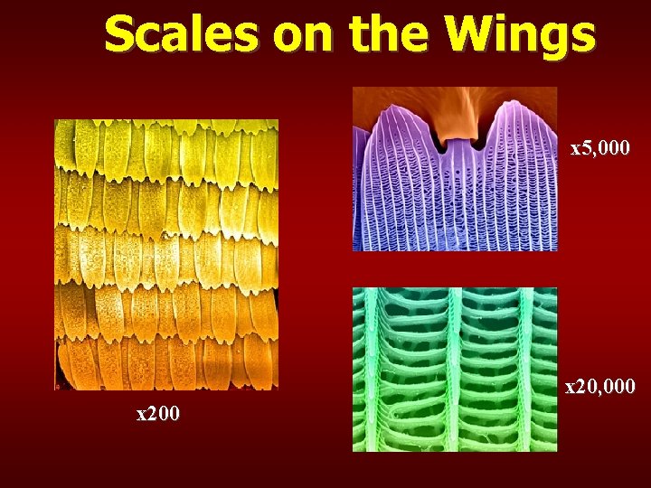 Scales on the Wings x 5, 000 x 200 