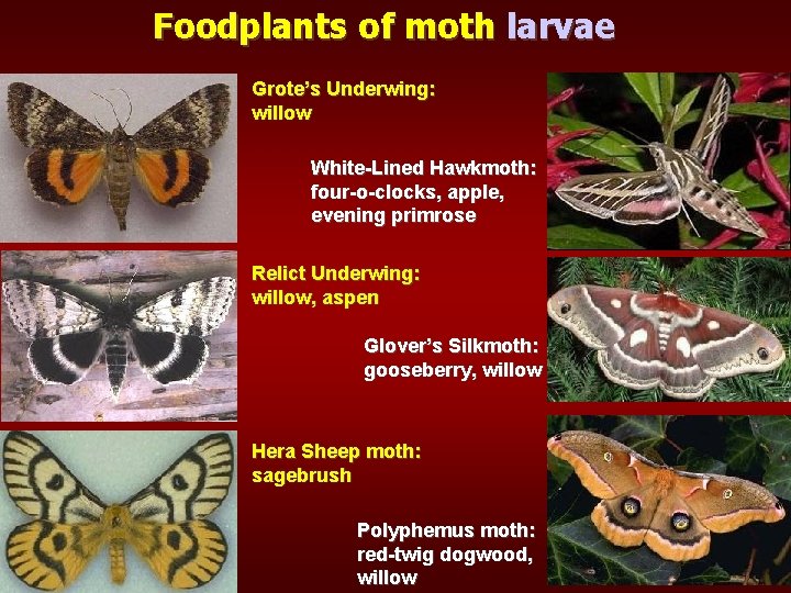 Foodplants of moth larvae Grote’s Underwing: willow White-Lined Hawkmoth: four-o-clocks, apple, evening primrose Relict
