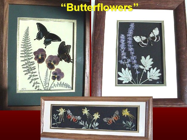 “Butterflowers” 