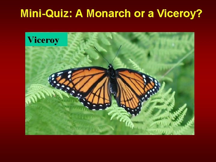 Mini-Quiz: A Monarch or a Viceroy? Viceroy 