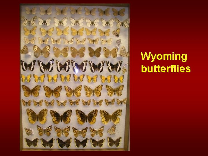 Wyoming butterflies 