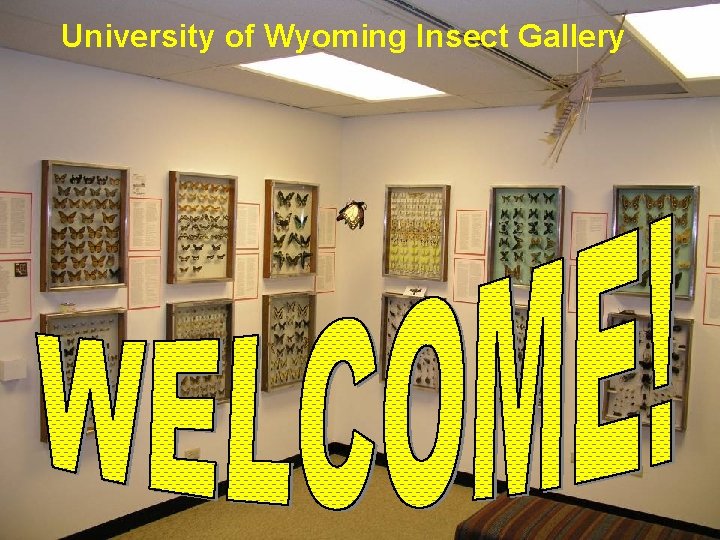 University of Wyoming Insect Gallery 