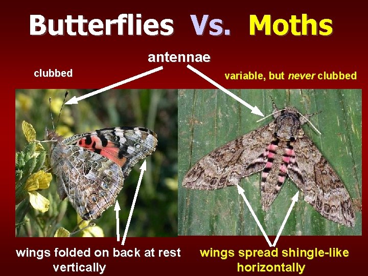 Butterflies Vs. Moths antennae clubbed wings folded on back at rest vertically variable, but