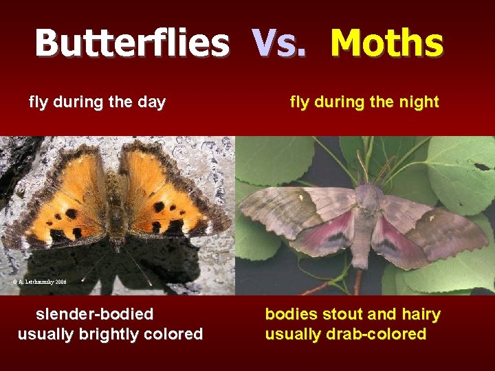 Butterflies Vs. Moths fly during the day fly during the night © A. Latchininsky