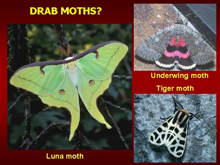 DRAB MOTHS? Underwing moth Tiger moth Luna moth 