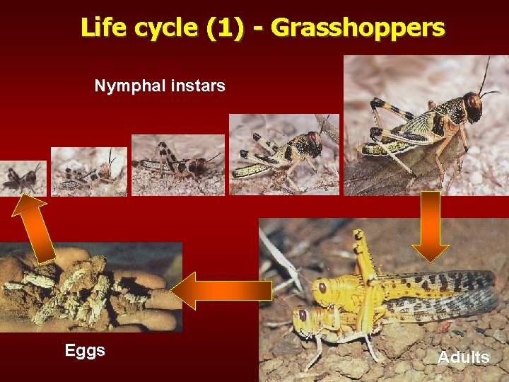 Life cycle (1) - Grasshoppers Nymphal instars Eggs Adults 