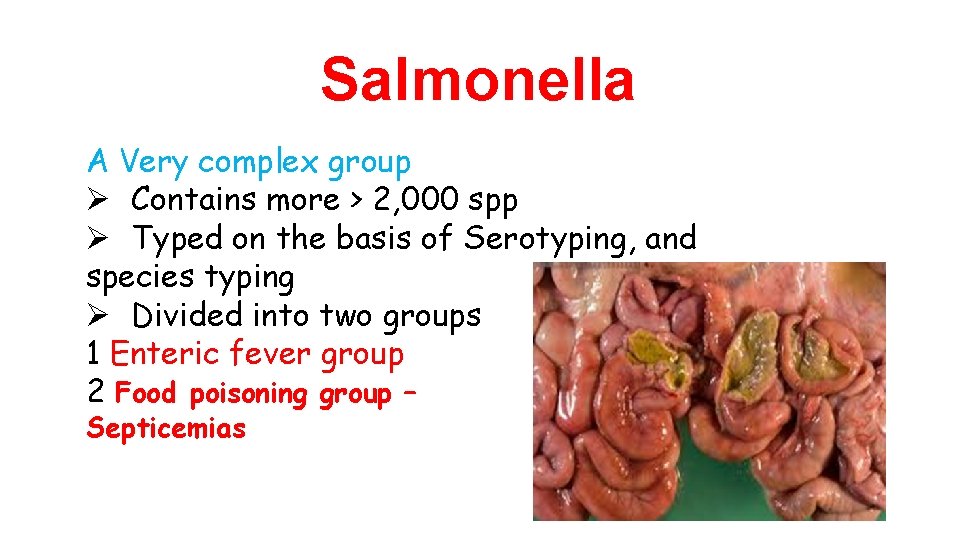 Salmonella A Very complex group Ø Contains more > 2, 000 spp Ø Typed