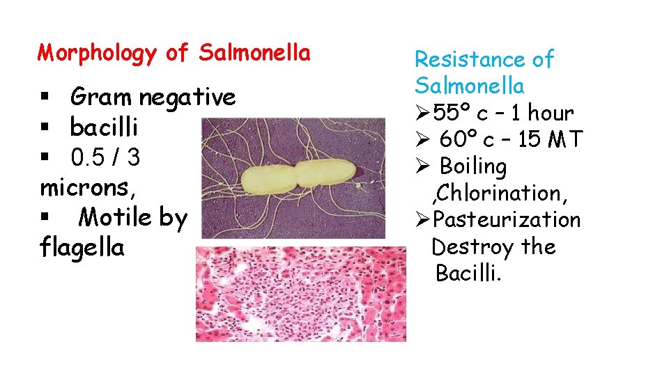 Morphology of Salmonella § Gram negative § bacilli § 0. 5 / 3 microns,