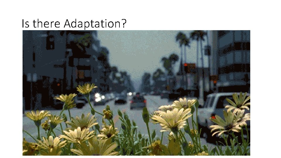 Is there Adaptation? 