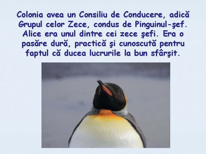 Colonia avea un Consiliu de Conducere, adică Grupul celor Zece, condus de Pinguinul-şef. Alice