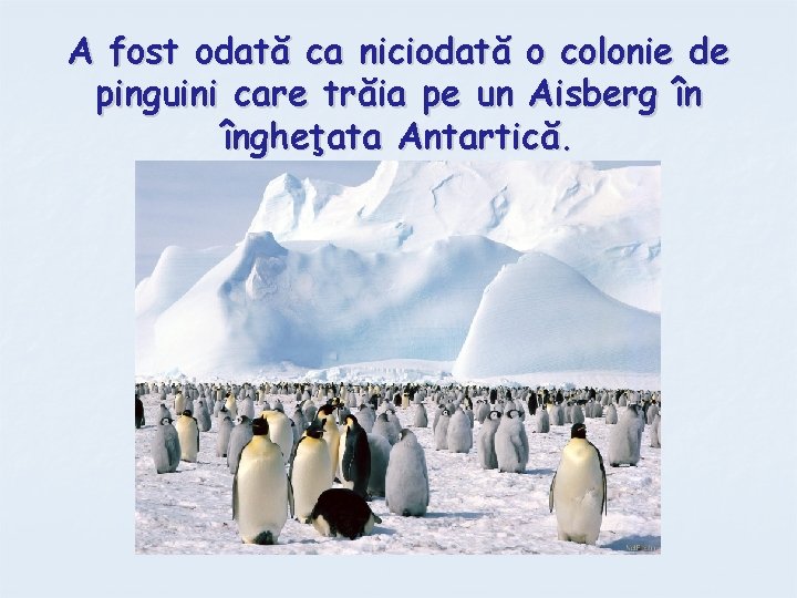A fost odată ca niciodată o colonie de pinguini care trăia pe un Aisberg
