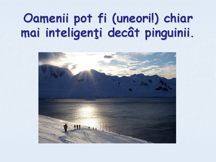 Oamenii pot fi (uneori!) chiar mai inteligenţi decât pinguinii. 