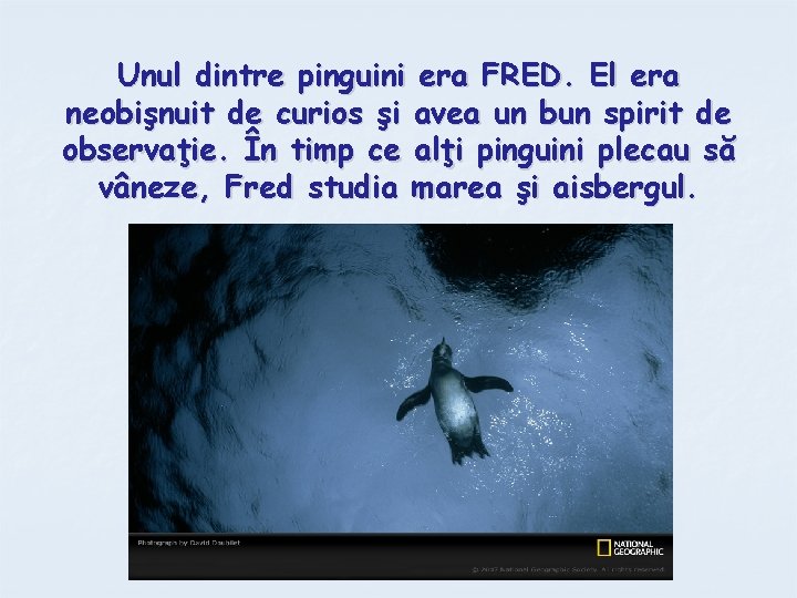 Unul dintre pinguini era FRED. El era neobişnuit de curios şi avea un bun