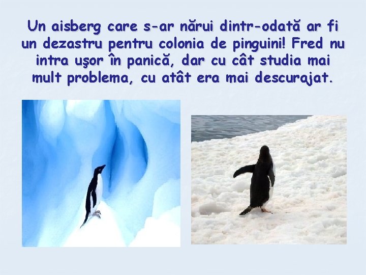 Un aisberg care s-ar nărui dintr-odată ar fi un dezastru pentru colonia de pinguini!