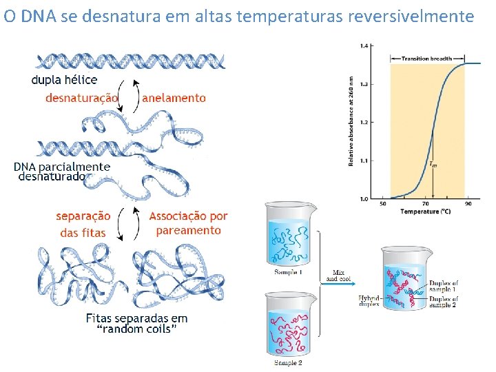 O DNA se desnatura em altas temperaturas reversivelmente 