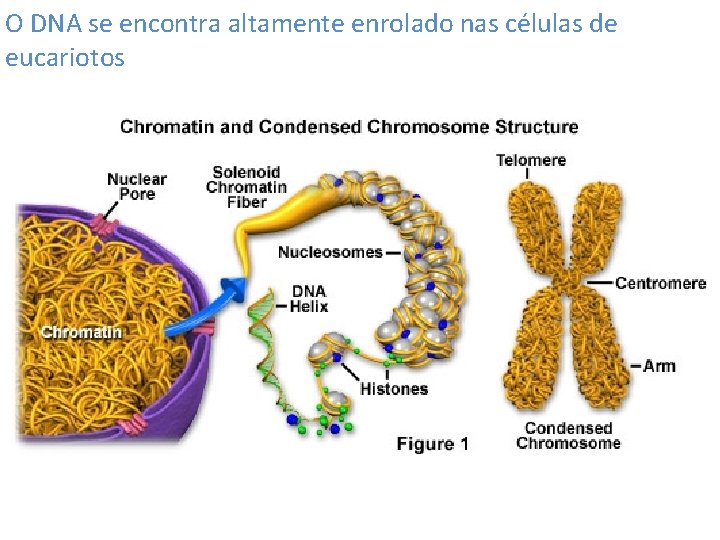 O DNA se encontra altamente enrolado nas células de eucariotos 