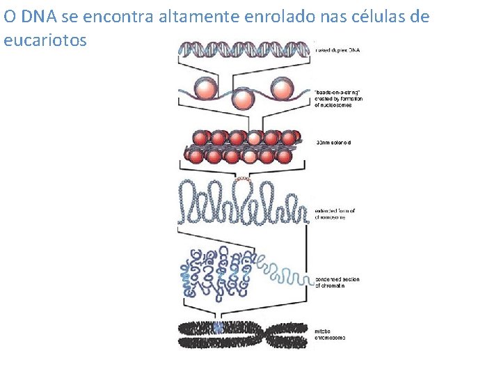 O DNA se encontra altamente enrolado nas células de eucariotos 