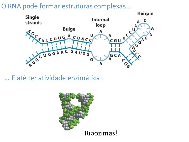 O RNA pode formar estruturas complexas. . . E até ter atividade enzimática! Ribozimas!