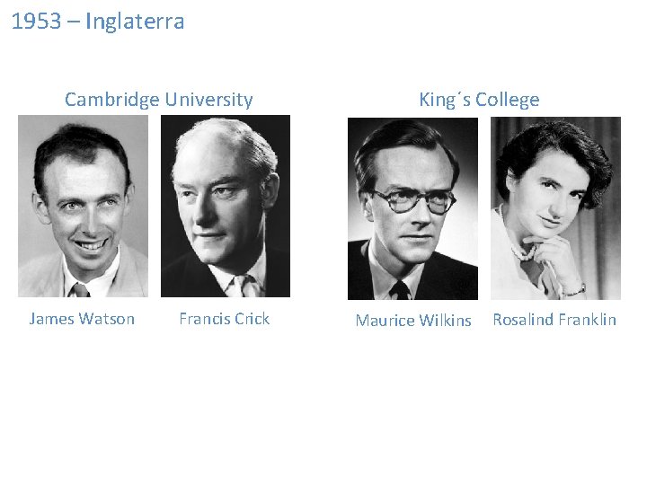 1953 – Inglaterra Cambridge University James Watson Francis Crick King´s College Maurice Wilkins Rosalind