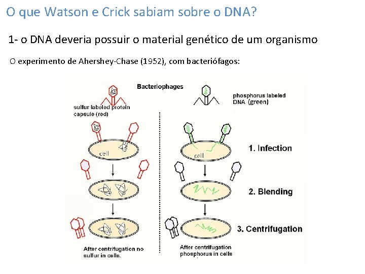 O que Watson e Crick sabiam sobre o DNA? 1 - o DNA deveria