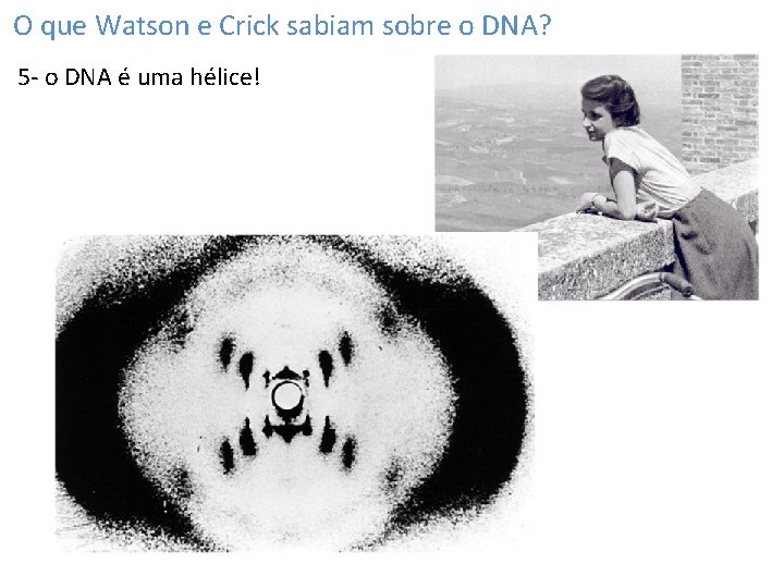 O que Watson e Crick sabiam sobre o DNA? 5 - o DNA é