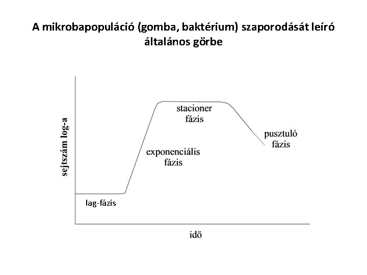 A mikrobapopuláció (gomba, baktérium) szaporodását leíró általános görbe lag-fázis 