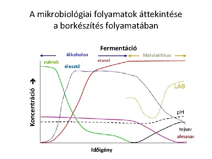 A mikrobiológiai folyamatok áttekintése a borkészítés folyamatában Alkoholos élesztő etanol Koncentráció cukrok Fermentáció Malolaktikus