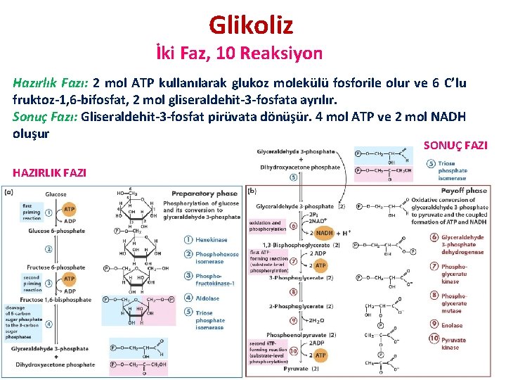 Glikoliz İki Faz, 10 Reaksiyon Hazırlık Fazı: 2 mol ATP kullanılarak glukoz molekülü fosforile