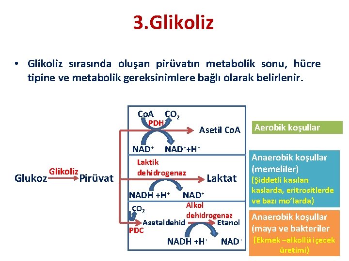 3. Glikoliz • Glikoliz sırasında oluşan pirüvatın metabolik sonu, hücre tipine ve metabolik gereksinimlere