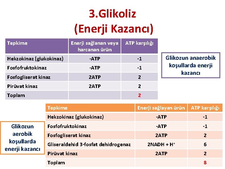 3. Glikoliz (Enerji Kazancı) Tepkime Enerji sağlanan veya harcanan ürün ATP karşılığı Hekzokinaz (glukokinaz)