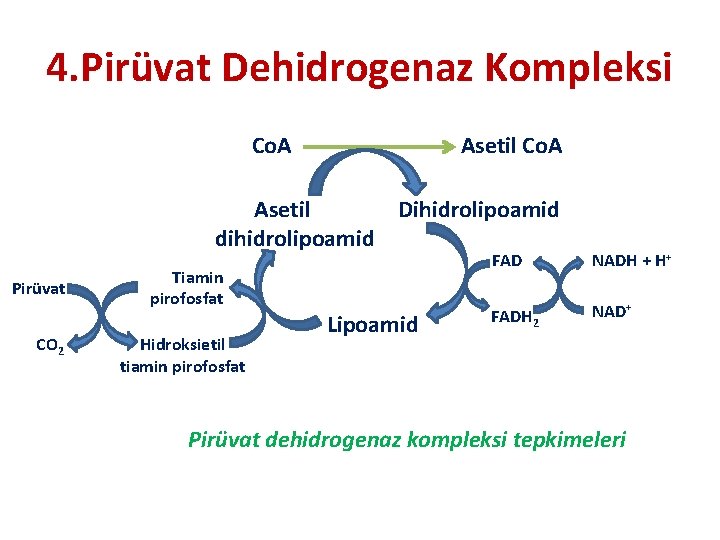 4. Pirüvat Dehidrogenaz Kompleksi Co. A Asetil Dihidrolipoamid dihidrolipoamid Pirüvat CO 2 Tiamin pirofosfat