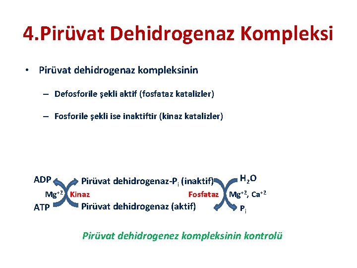 4. Pirüvat Dehidrogenaz Kompleksi • Pirüvat dehidrogenaz kompleksinin – Defosforile şekli aktif (fosfataz katalizler)