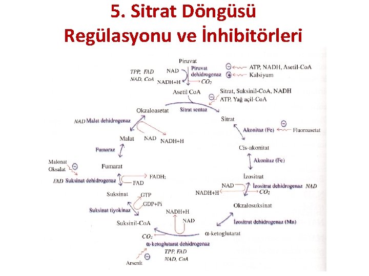 5. Sitrat Döngüsü Regülasyonu ve İnhibitörleri 