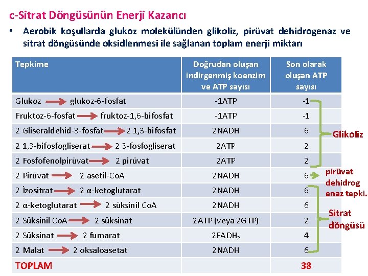 c-Sitrat Döngüsünün Enerji Kazancı • Aerobik koşullarda glukoz molekülünden glikoliz, pirüvat dehidrogenaz ve sitrat