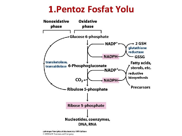 1. Pentoz Fosfat Yolu 