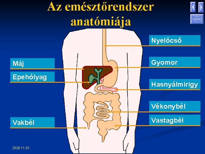 Az emésztőrendszer anatómiája Nyelőcső Máj Epehólyag Gyomor Hasnyálmirigy Vékonybél Vakbél 2020. 11. 01. Vastagbél Az emésztőrendszer anatómiája Nyelőcső Máj Epehólyag Gyomor Hasnyálmirigy Vékonybél Vakbél 2020. 11. 01. Vastagbél