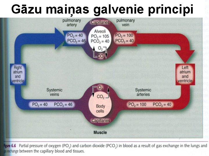 Gāzu maiņas galvenie principi 