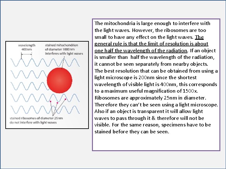 The mitochondria is large enough to interfere with the light waves. However, the ribosomes