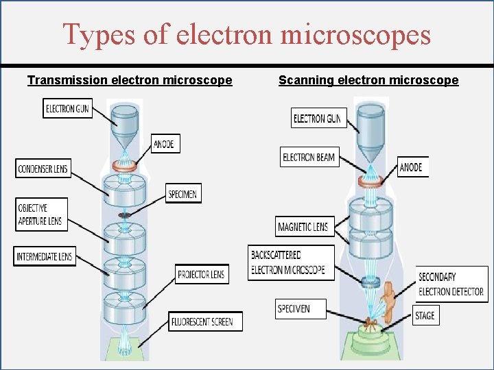 Types of electron microscopes Transmission electron microscope Scanning electron microscope 