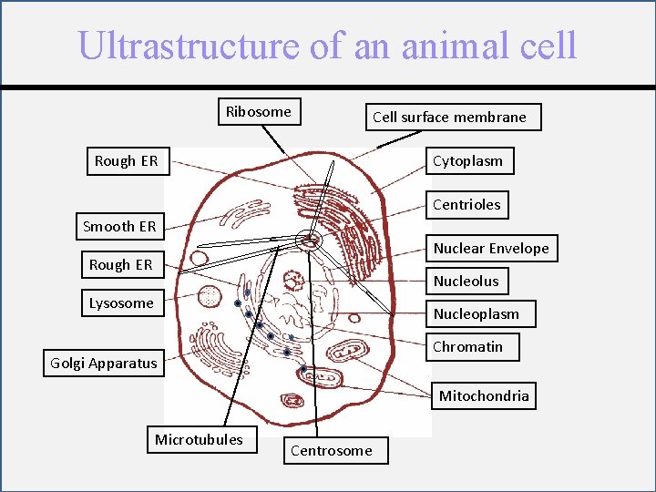 Ultrastructure of an animal cell Ribosome Rough ER Cell surface membrane Cytoplasm Centrioles Smooth