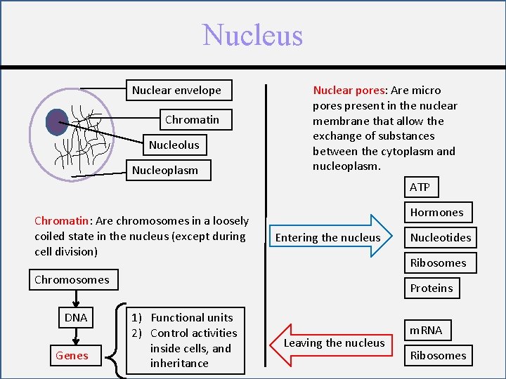 Nucleus Nuclear envelope Chromatin Nucleolus Nucleoplasm Nuclear pores: Are micro pores present in the