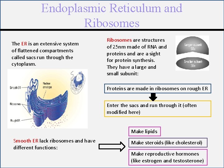 Endoplasmic Reticulum and Ribosomes The ER is an extensive system of flattened compartments called