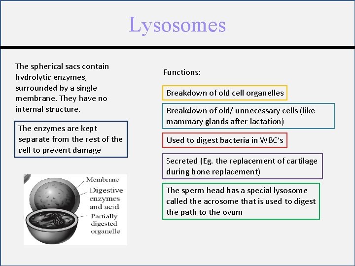 Lysosomes The spherical sacs contain hydrolytic enzymes, surrounded by a single membrane. They have