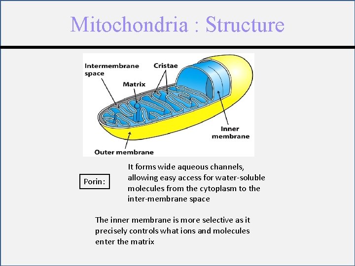 Mitochondria : Structure Porin: It forms wide aqueous channels, allowing easy access for water-soluble