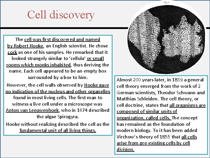 Cell discovery The cell was first discovered and named by Robert Hooke, an English