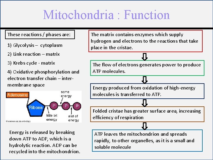 Mitochondria : Function These reactions / phases are: 1) Glycolysis – cytoplasm The matrix