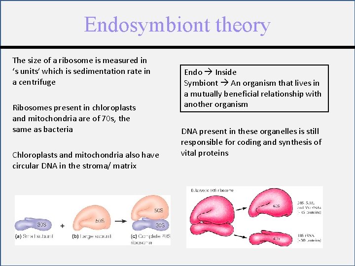 Endosymbiont theory The size of a ribosome is measured in ‘s units’ which is